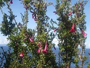 kantuta la fleur sacree des incas